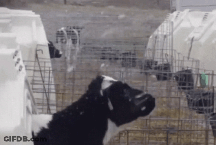 Cow Licking Snowflake GIF