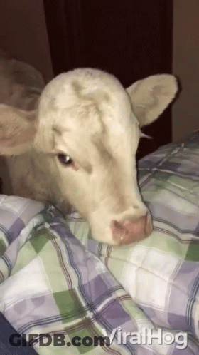 Cow Lying On Plaid Blanket Viralhog GIF