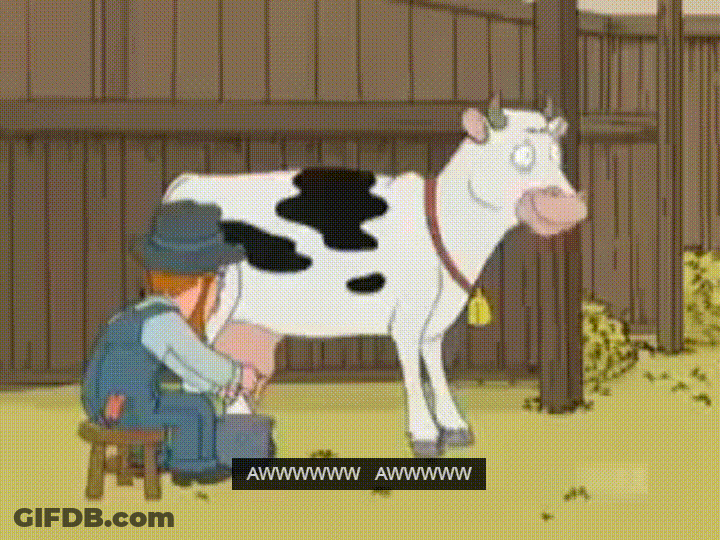 Cow Milking Pain GIF