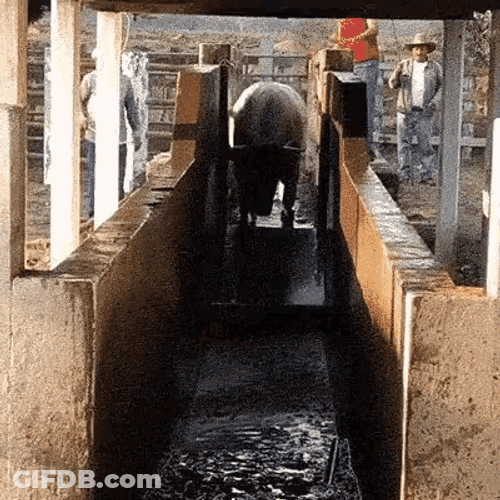 Cow Mud Splash GIF