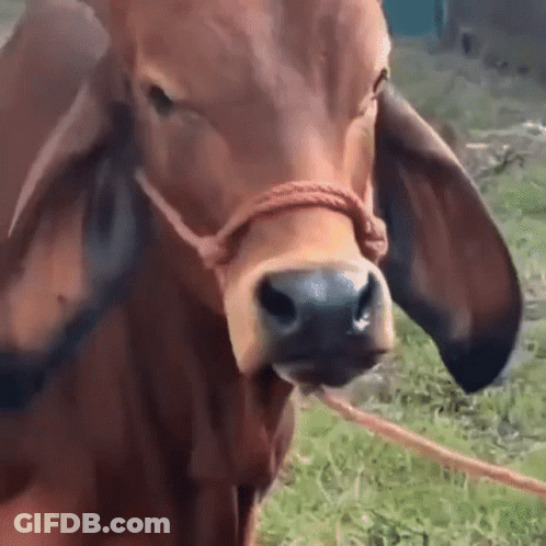 Cow Nose With Rope GIF