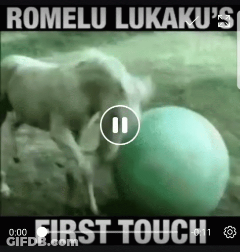 Cow Playing With Green Ball First Touch GIF
