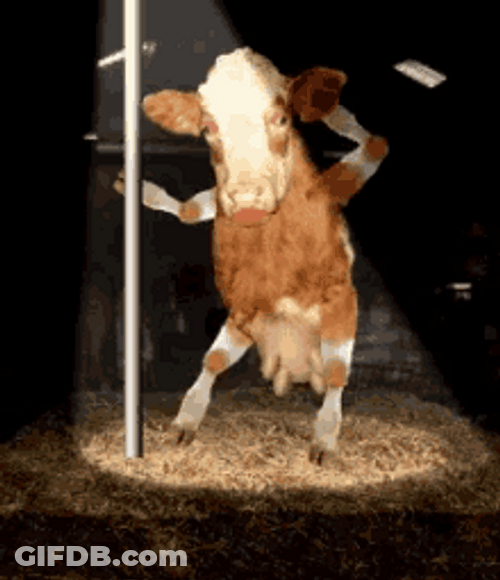 Cow Pole Dancing In The Spotlight GIF