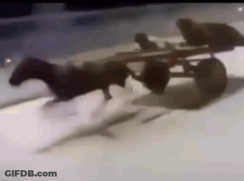 Cow Pulling Horse-Drawn Carriage GIF