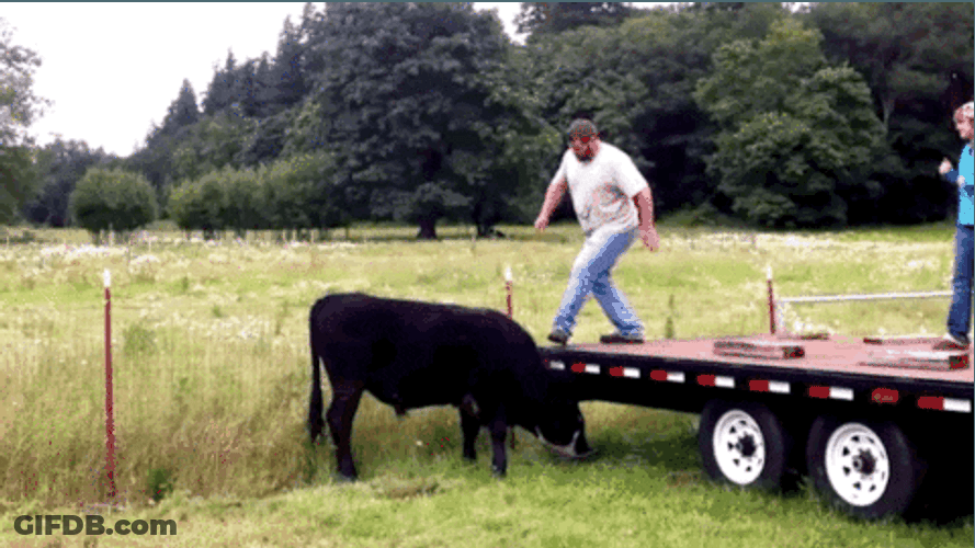 Cow Ride Fail GIF