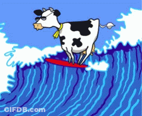 Cow Riding A Wave On A Surfboard GIF