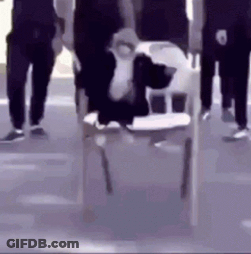 Cow Sitting In High Chair With People Walking Behind GIF