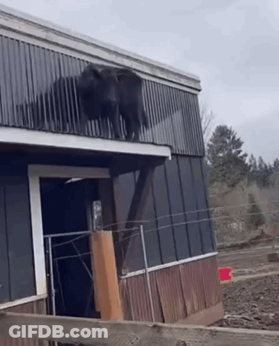 Cow Standing On Barn Roof GIF