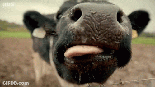 Cow Sticking Tongue Out Drinking Milk GIF