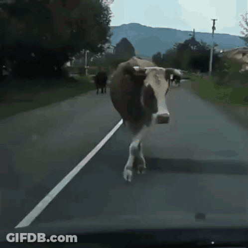 Cow Walking On Blurred Road GIF