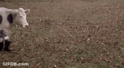 Cow With Black Polka Dots Wearing Black Boots In Field GIF