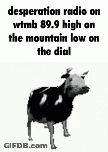 Cow With Desperation Radio WMTB 89.9 High Low GIF