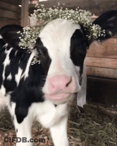 Cow With Flower Crown GIF