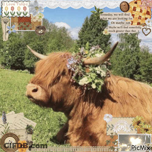 Cow With Flowers Someday We Will Find What We Are Looking For GIF