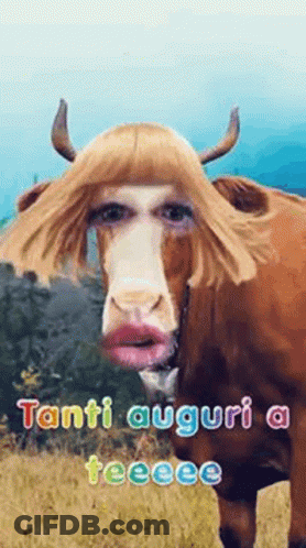 Cow With Man's Face And Wig GIF
