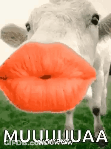 Cow With Red Lips Blowing A Kiss In Field GIF