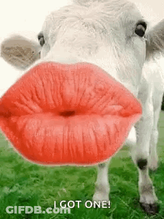 Cow With Red Lips Blowing Kiss In Grass GIF