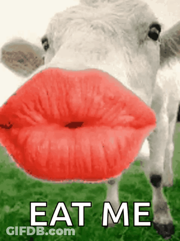 Cow With Red Lips Eat Me GIF