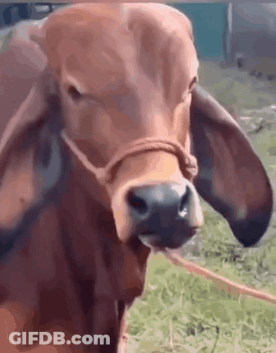Cow With Rope Around Neck GIF