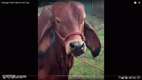 Cow With Rope Falls For Trap GIF