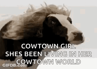 Cow With Wig Cowtown Girl She's Been Living In Her Cowtown World GIF