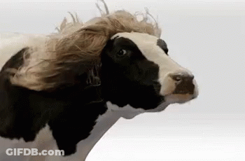 Cow With Wig GIF