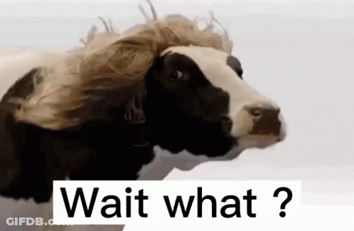 Cow With Wig Looking At Camera GIF