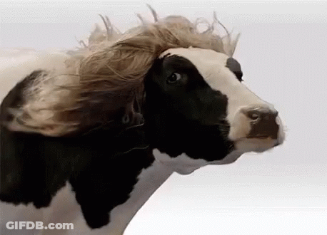 Cow With Wig GIF