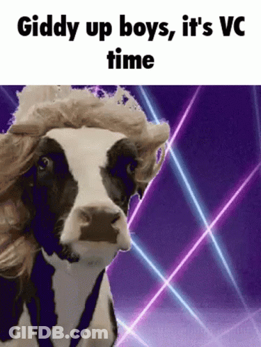Cow With Wig Saying Giddy Up Boys It's VC Time GIF