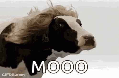 Cow With Wig Saying Mooo GIF