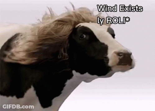 Cow With Wig Saying Wind Exists Ly Rol GIF