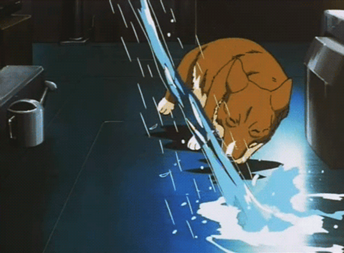 Cowboy Bebop Ein Playing Water GIF