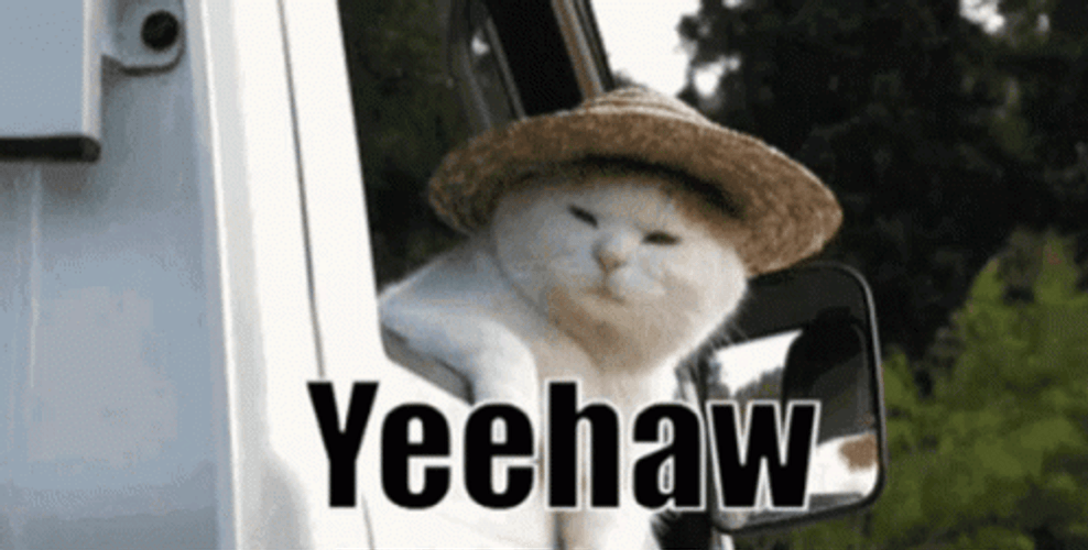Cowboy Cat Yeehaw GIF