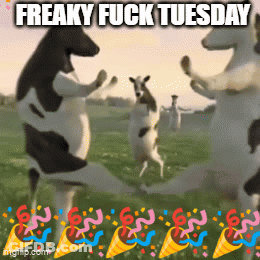Cows Dancing Freaky Fuck Tuesday GIF