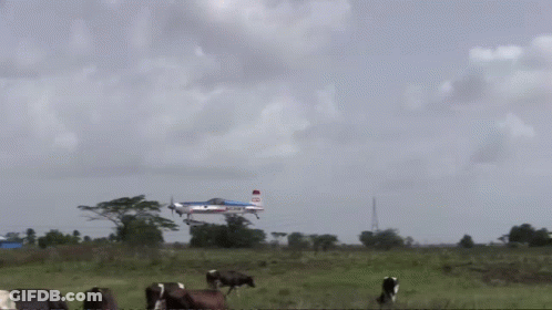 Cows Graze In A Field With A Plane In The Background That Says ' Airways ' On It GIF