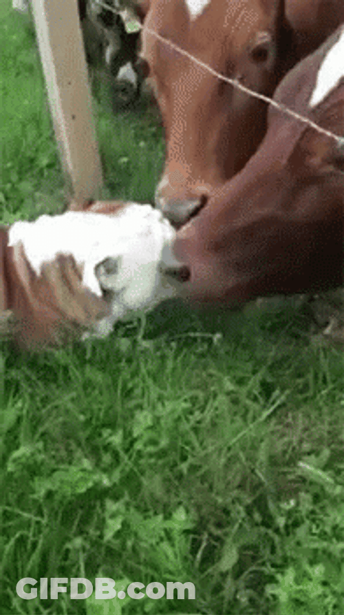Cows Lick Dog GIF