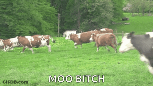 Cows Running With Moo Bitch GIF