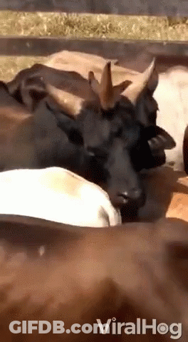 Cows With Horns Laying In Fenced Area GIF