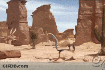 Coyote And Cactus In Desert GIF