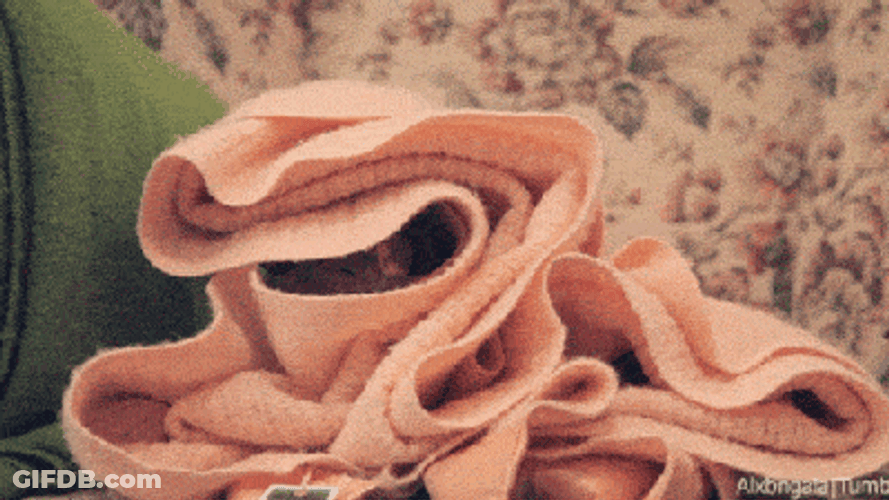 Cozy Cat Blanket Peach Fuzz GIF