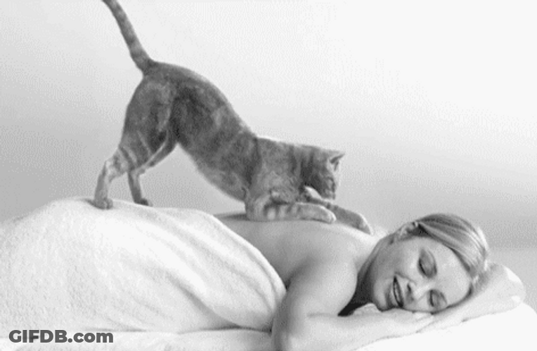 Cozy Cat Massage Dreaming GIF