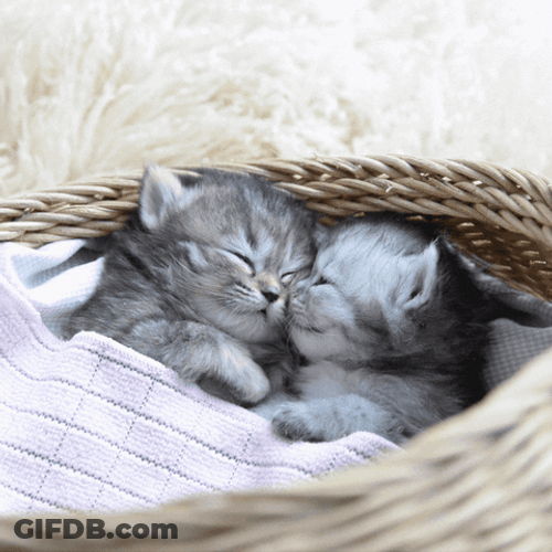Cozy Cute Cats Love GIF