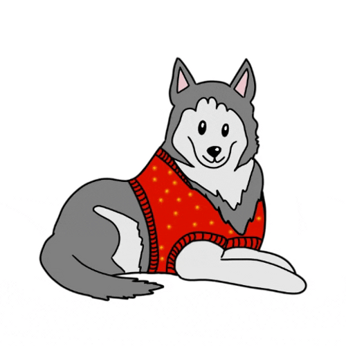 Cozy Husky In Festive Sweater Relaxing GIF