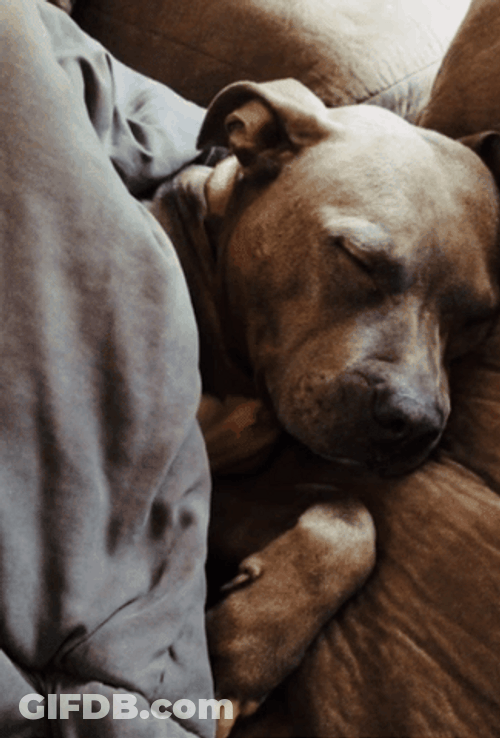 Cozy Pit Bull Sleeping GIF