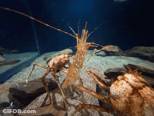 Crab And Shrimp Standing In Tank GIF