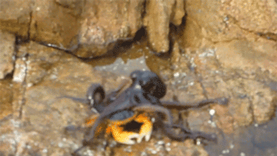 Crab Attacked By Octopus GIF