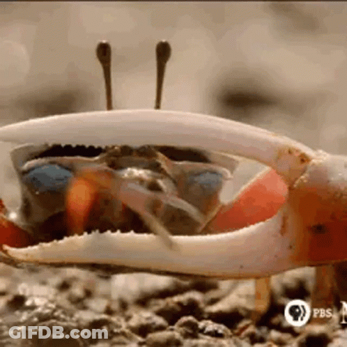 Crab Claws On Rocky Beach GIF