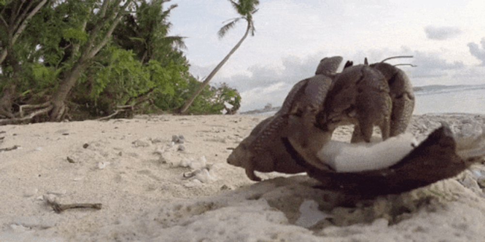 Crab Eating Coconut Beach GIF