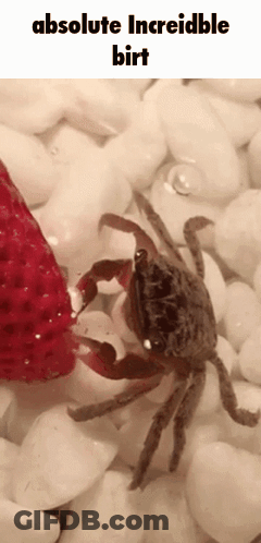 Crab Eating Strawberry Absolute Incredible Birt GIF