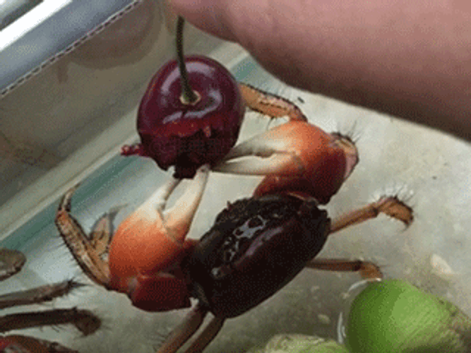 Crab Happy Eating Cherry GIF